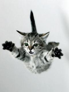 Flying_Cat.jpg