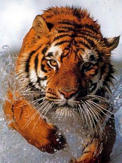 Tiger Ice.jpg