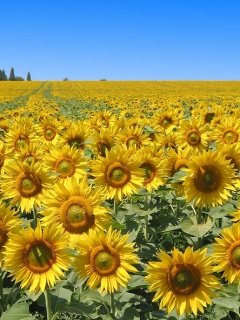 Sunflowers.jpg